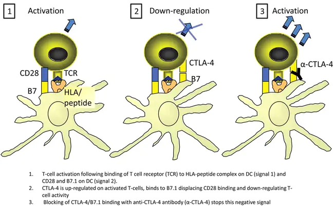 ImmunoReactive Trypsin : 免疫反应性胰蛋白酶