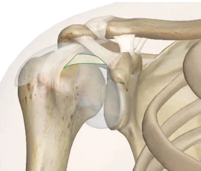 Transverse Humeral Ligament : 肱骨横韧带