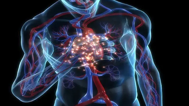 Atrio-Ventricular Node : 房室结