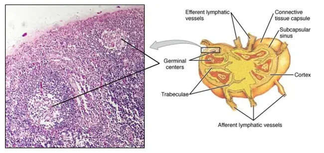 Tissue Preparation System : 组织制备系统