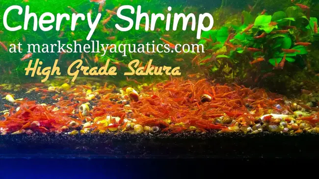 Red Cherry Shrimp : 樱花虾