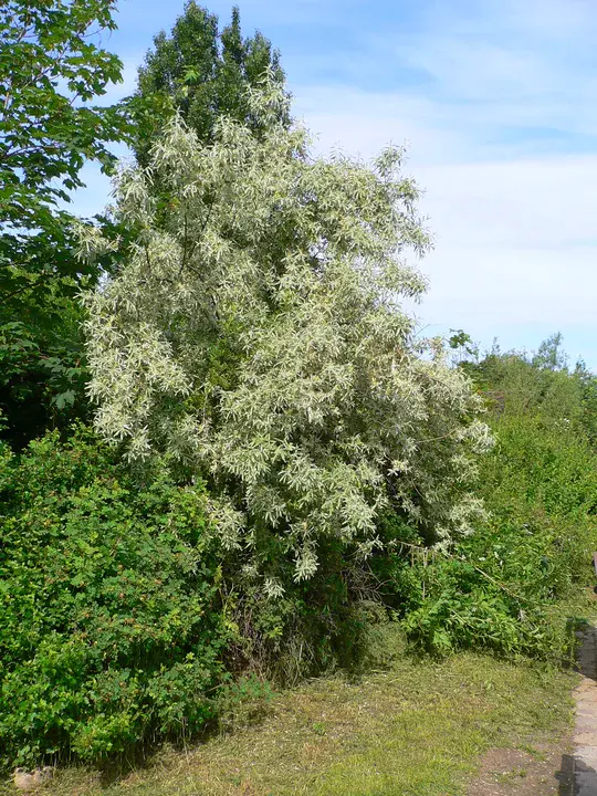 Elaeagnus Multiflora : 多花胡颓子