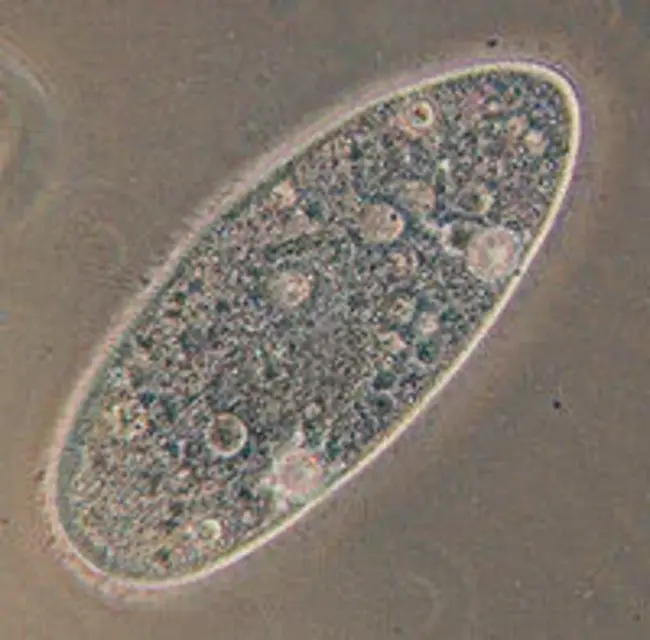 Part Functionality Classification Number : 零件功能分类号