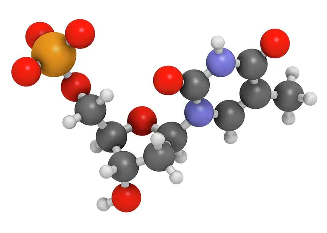 Thymine TriPhosphate : 胸腺嘧啶三磷酸