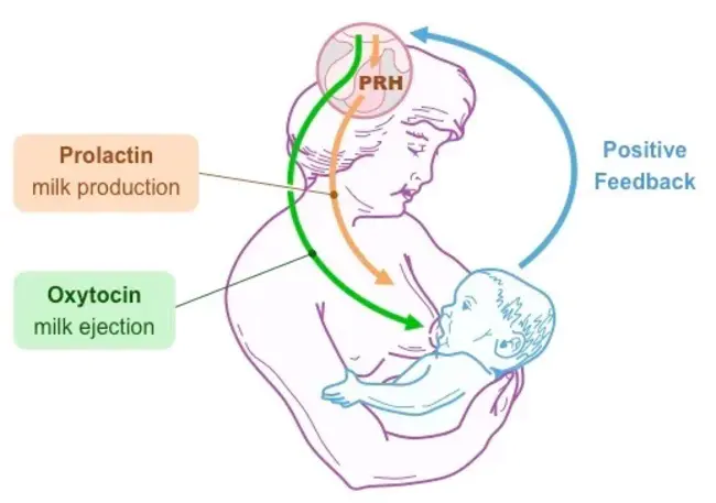 Lactation Educator : 哺乳教育者