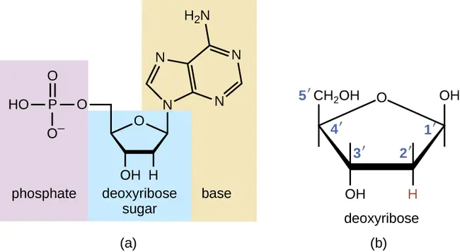 DeoxyriboNucleotide TriPhosphate : 脱氧核苷三磷酸