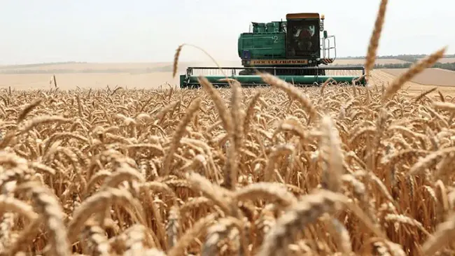 Wheat Quality Network : 小麦质量网络