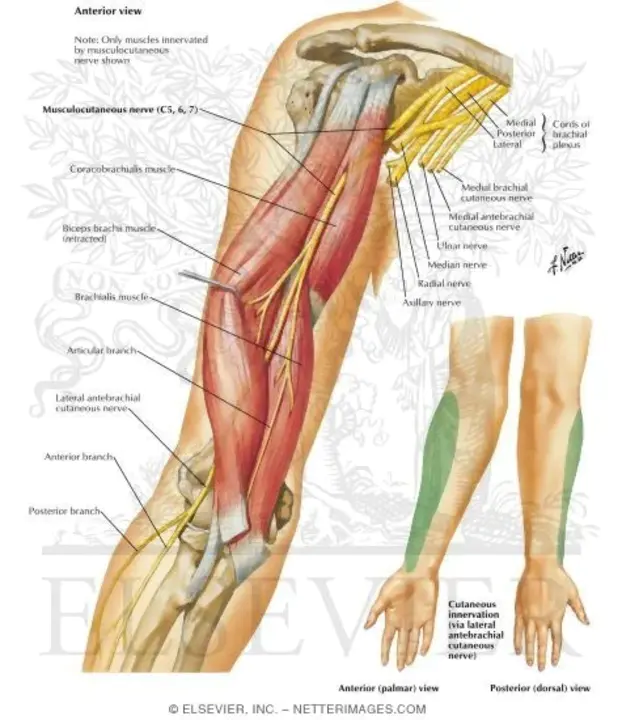 MusculoCutaneous Nerve : 肌皮神经