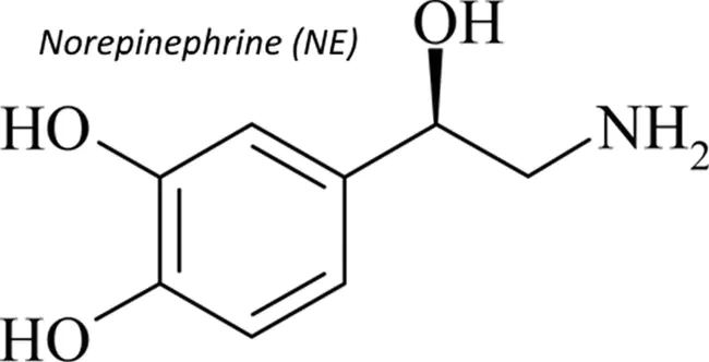 NorEpinephrine : 去甲肾上腺素