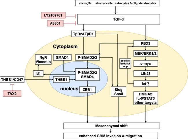 Migration-Inhibition Factor : 迁移抑制因子