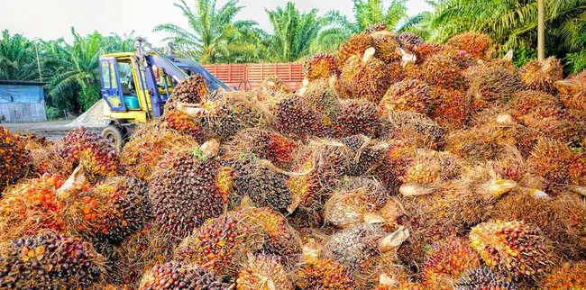 Indonesian Palm Oil : 印度尼西亚棕榈油