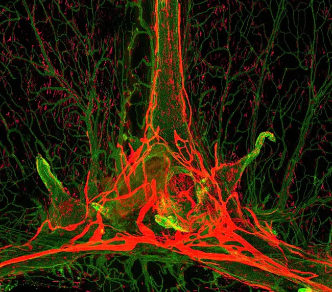 Discovering Biology in a Digital World : 在数字世界中发现生物学