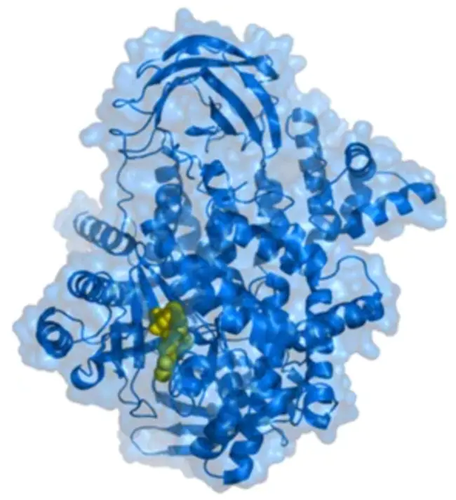 Phosphatidyl-Inositol-3-Kinase Regulator : 磷脂酰肌醇 3-激酶调节剂