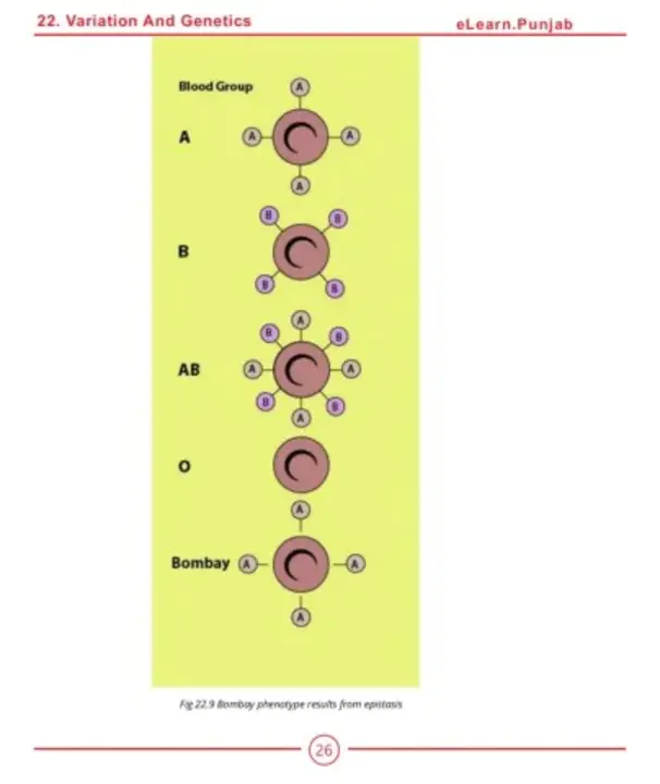 Type IV PILus Biogenesis : IV 型 PILus 生物发生