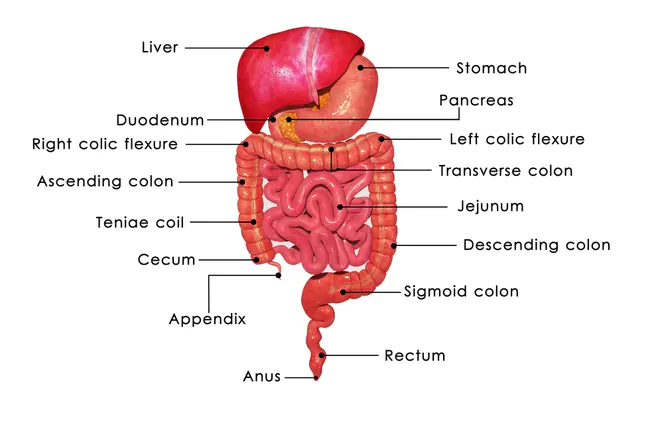 GastroIntestinal Anastomosis : 胃肠吻合术