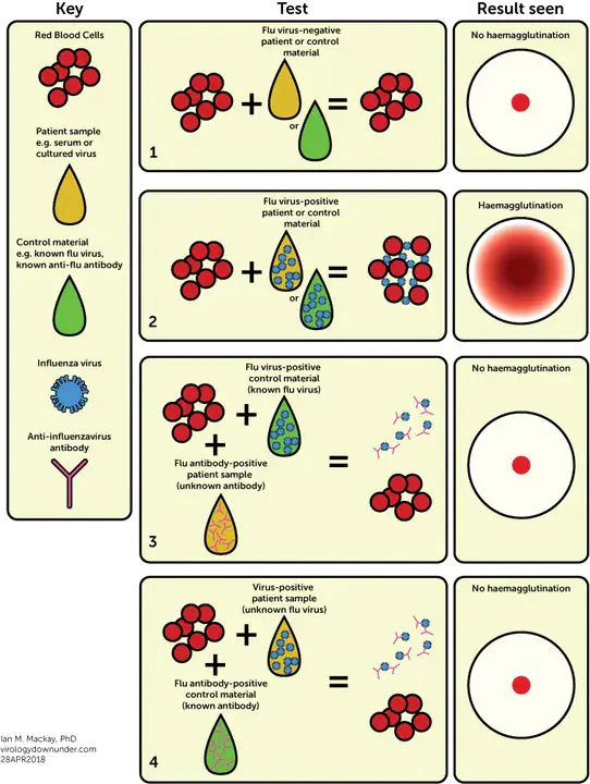 Haemagglutination Inhibition : 血凝素抑制