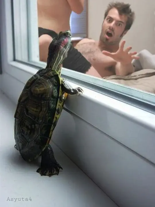 Awkward Turtle : 笨鳖
