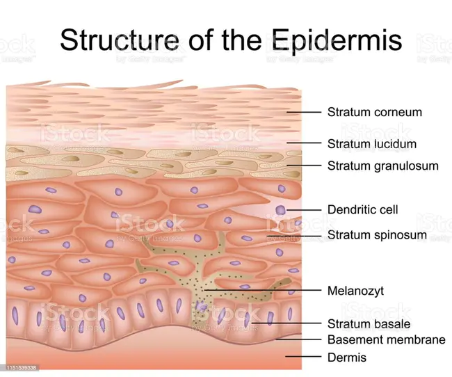 Epidermis : 表皮