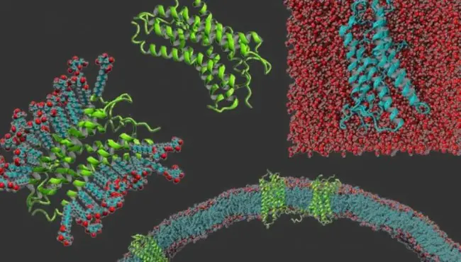 Membrane Protein : 膜蛋白