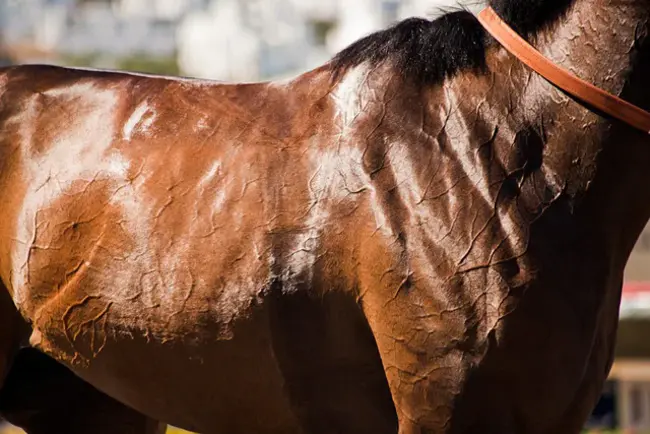 Sport Horse Versatility : 运动马多功能性