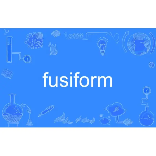 Fusiform Face Area : 梭形面面积