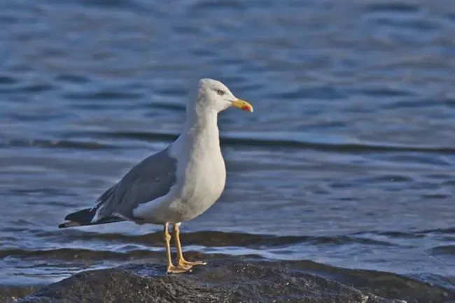 Gaviota, Caifornia, VORTAC Station : Gaviota、Caifornia、Vortac站