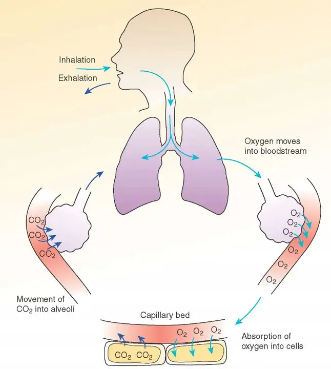 Respiration Rate : 呼吸速率