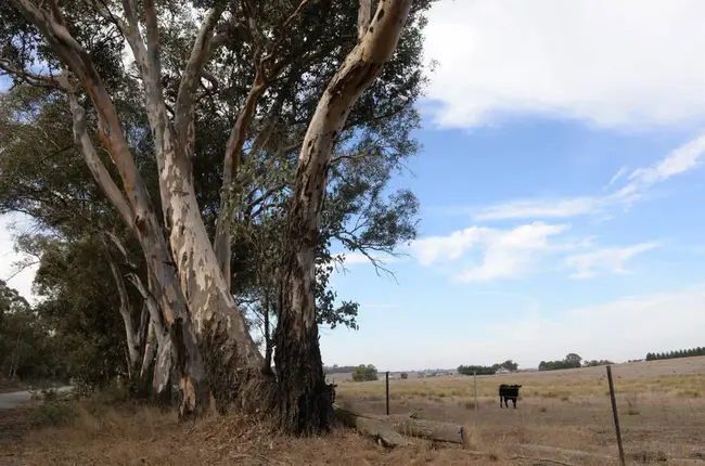 Native Vegetation Conservation Act (Australia) : 《原生植被保护法》（澳大利亚）