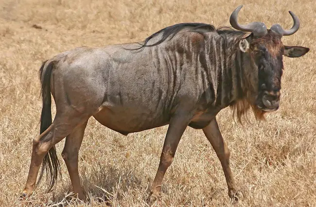 Gnu : 格努