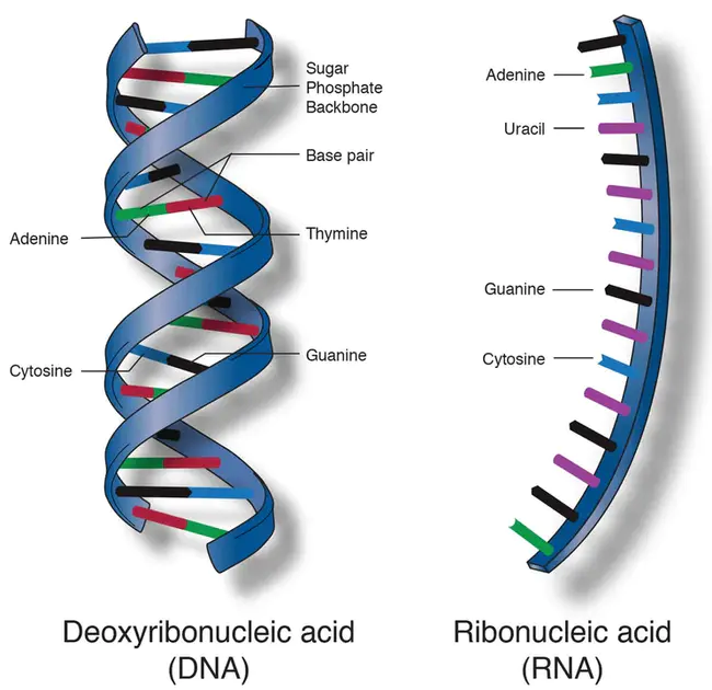 Tri-Nucleic-Acid : 三核酸