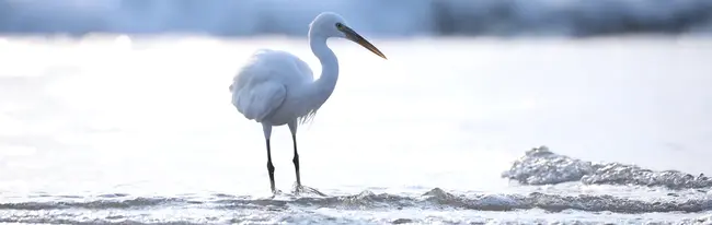 Coastal Carolina Taxpayers Association : 沿海卡罗来纳州纳税人协会