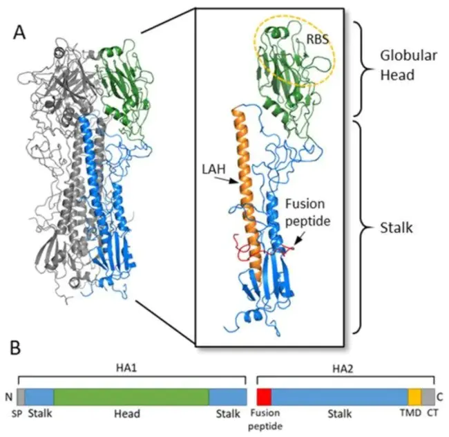 Hemagglutinin 1 Neurominidase 1 : 血凝素1神经肽酶1