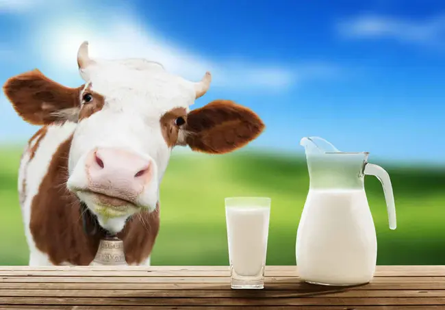 Bovine SomatoTropin : 牛生长激素