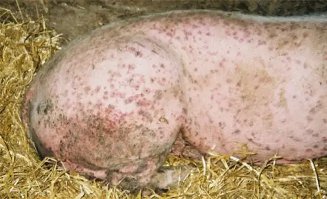 Porcine SomatoTropin : 猪生长激素
