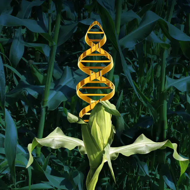 Genetically-Engineered Organism : 基因工程生物