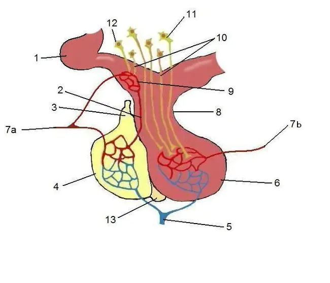 Anti-Diuretic Hormone : 抗利尿激素