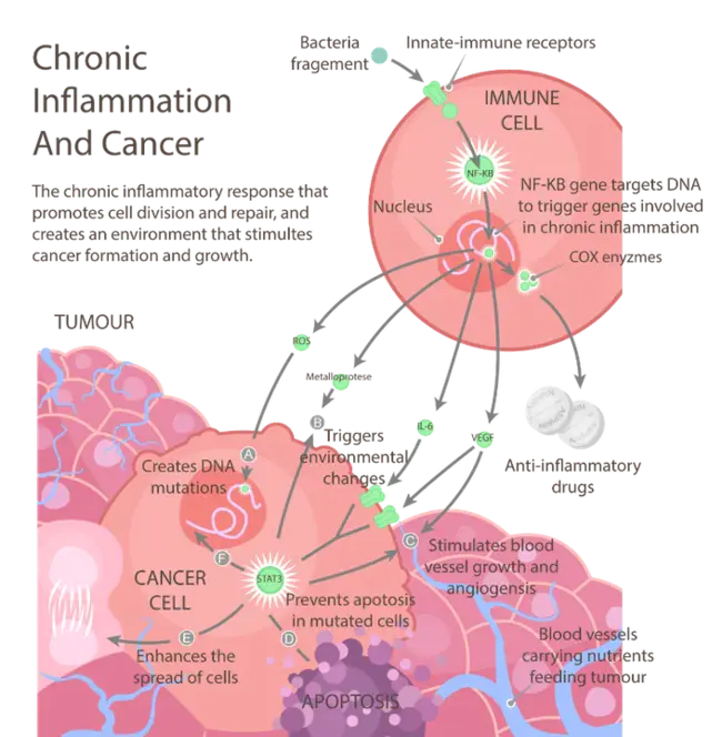 Chronic Granulocytic Leukemia : 慢性粒细胞白血病