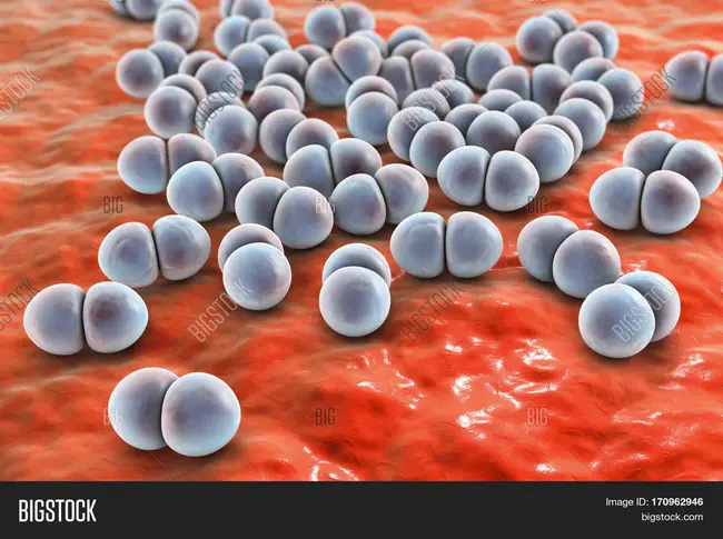 Spore-Forming Bacteria : 孢子形成菌