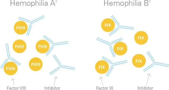 Anti-Hemophilic Factor : 抗血友病因子