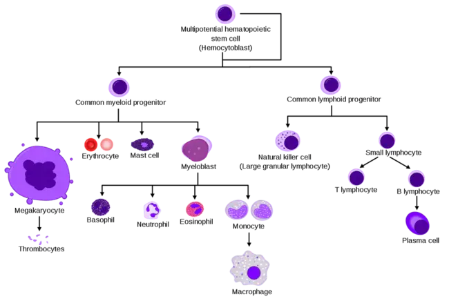 Hematopoietic Progenitor Cells : 造血祖细胞