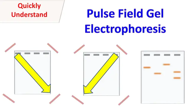 Pulsed-Field Gel Electrophoresis : 脉冲场凝胶电泳