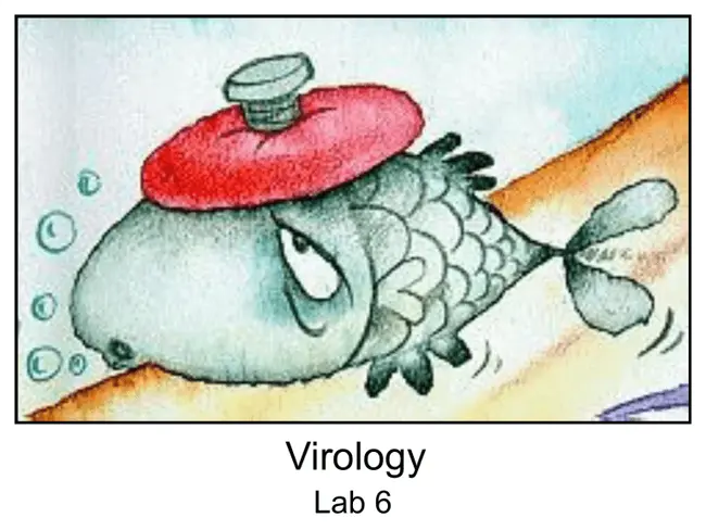 Virology Devices Branch (CDRH) : 病毒学设备科