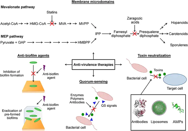 Virulence Mechanisms Branch : 毒力机制科