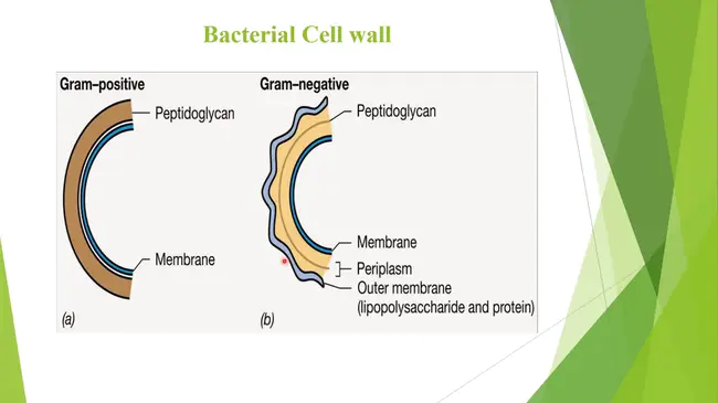 Bacteriology Devices Branch : 细菌学设备科