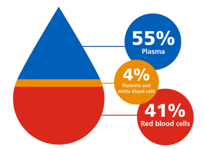 Blood and Plasma Branch : 血液和血浆科