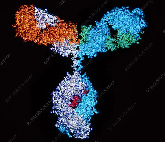 Immunoglobin D : 免疫球蛋白D