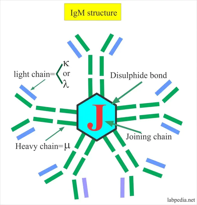 Immunoglobin M : 免疫球蛋白M