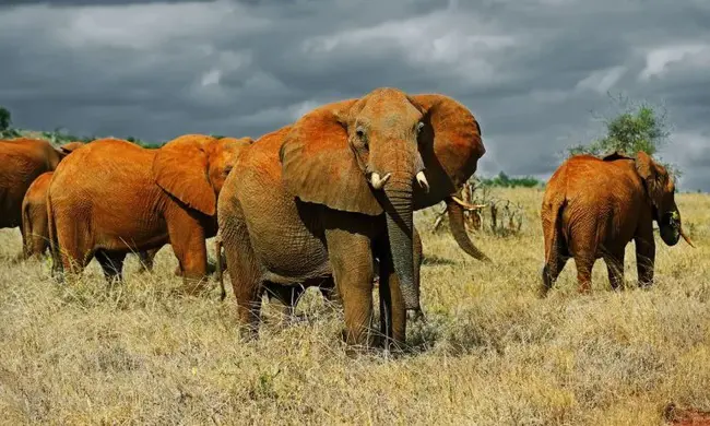 Tsavo East National Park : 肯尼亚东察沃国家公园