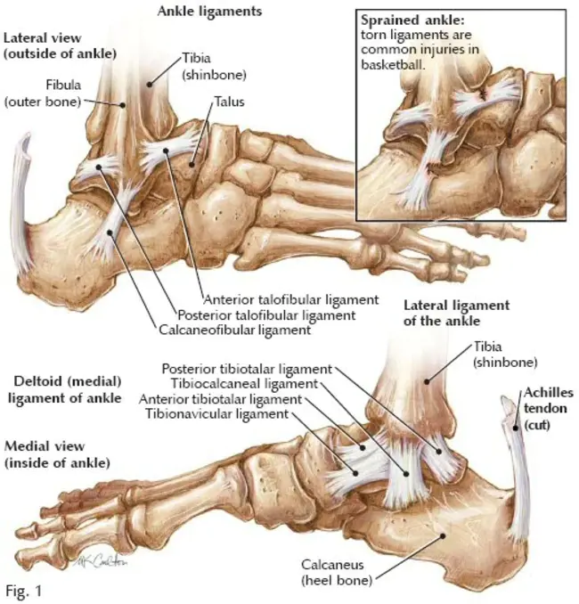 Calcaneal-Fibular Ligament : 跟骨腓骨韧带