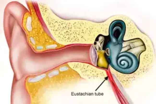 Eustacian Tube Dysfunction : 咽鼓管功能障碍